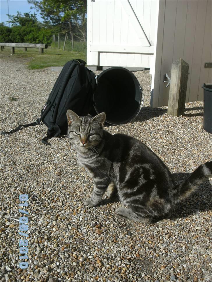 Huskat Ib - :D billede 17