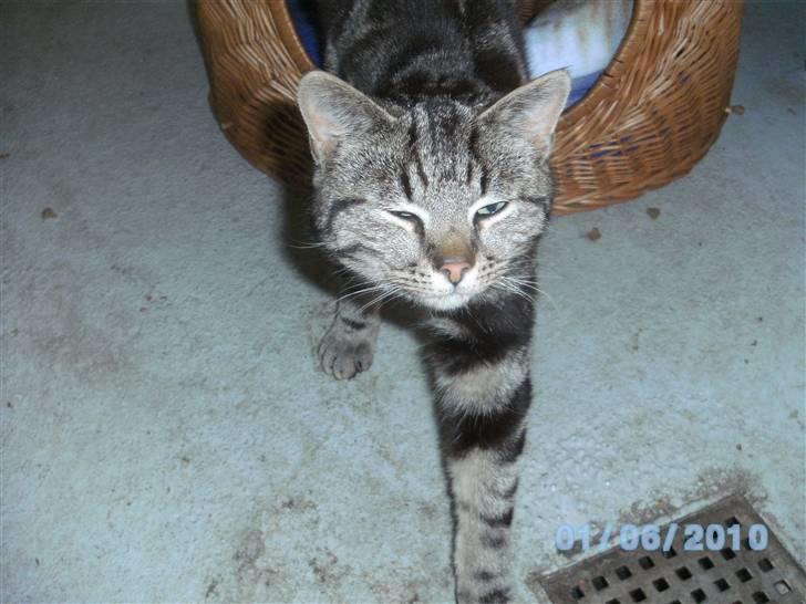 Huskat Ib - er det ikk lidt tidligt! billede 18