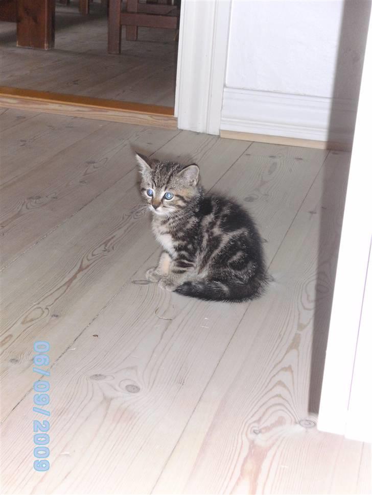 Huskat Ib - nuttet! billede 19