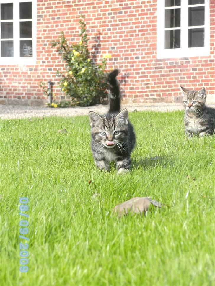 Huskat Ib - jeg er såå lækker! billede 20