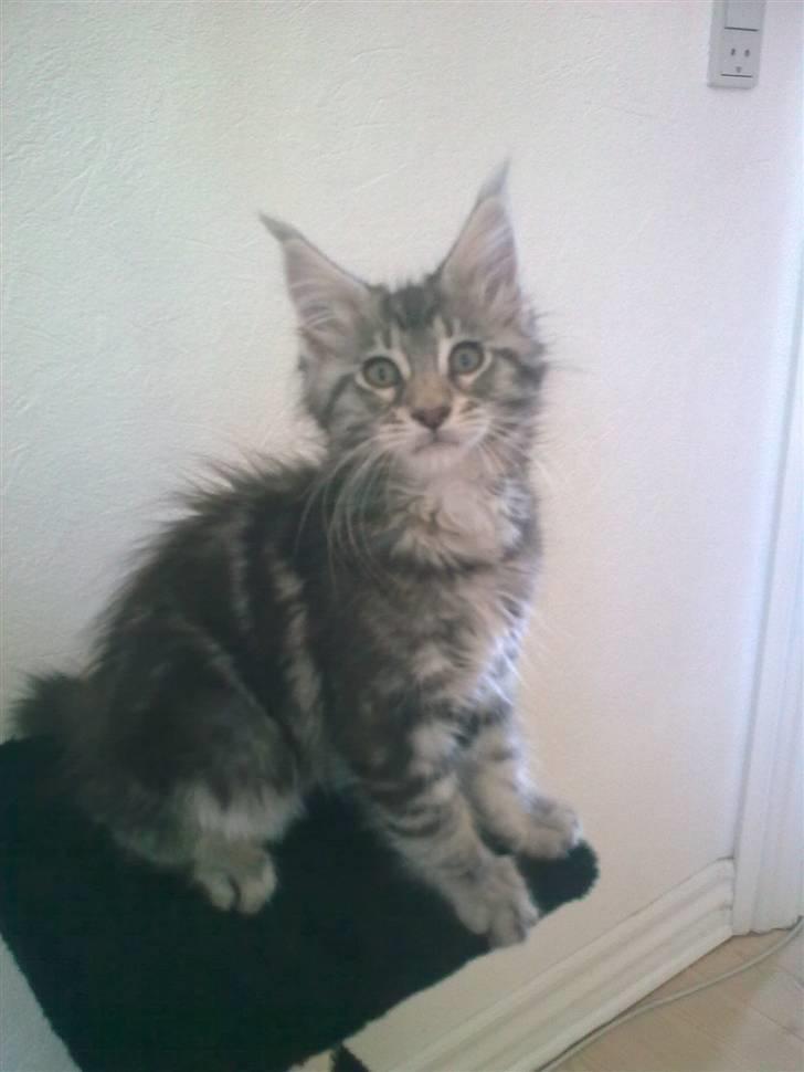 Maine Coon Maximus R.I.P. - 12 uger billede 7