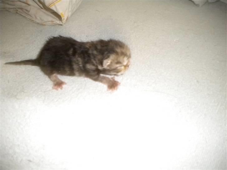 Exotic Maddie - stor sort bloched tabby pige billede 8