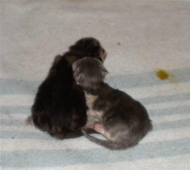 Exotic Maddie - begge killinger billede 9