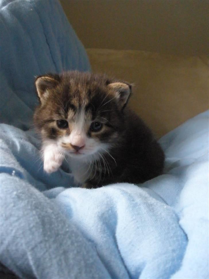 Huskat Ponyo's Suki (Solgt) - D. 31/5-10 ~ Foto: SR billede 1