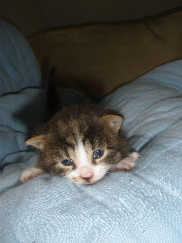 Huskat Ponyo's Suki (Solgt) - D. 31/5-10 ~ Foto: SR billede 2