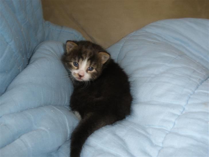 Huskat Ponyo's Suki (Solgt) - D. 31/5-10 ~ Foto: SR billede 3