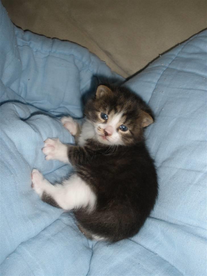 Huskat Ponyo's Suki (Solgt) - D. 31/5-10 ~ Foto: SR billede 4