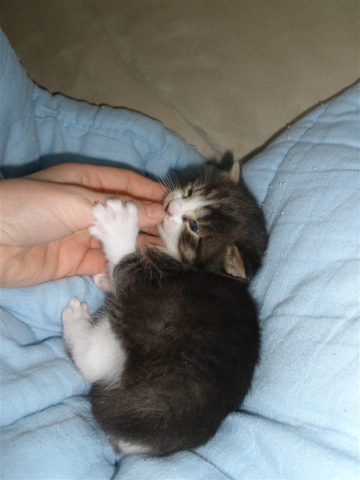 Huskat Ponyo's Suki (Solgt) - D. 31/5-10 ~ Foto: SR billede 5