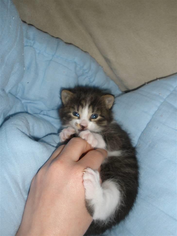 Huskat Ponyo's Suki (Solgt) - D. 31/5-10 ~ Foto: SR billede 6