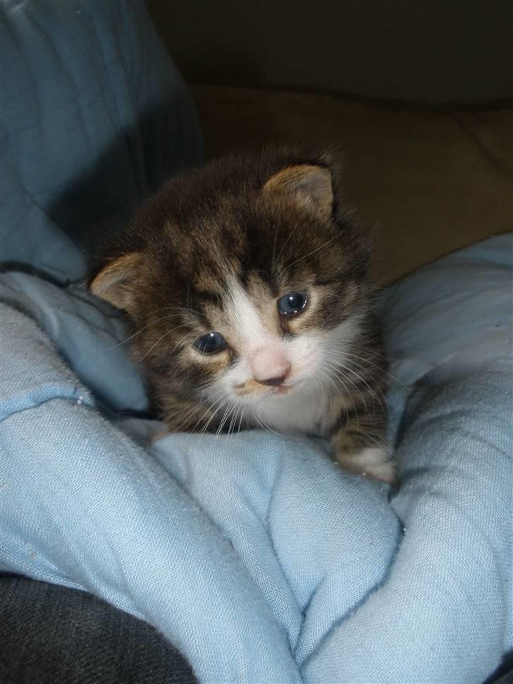 Huskat Ponyo's Suki (Solgt) - D. 31/5-10 ~ Foto: SR billede 7