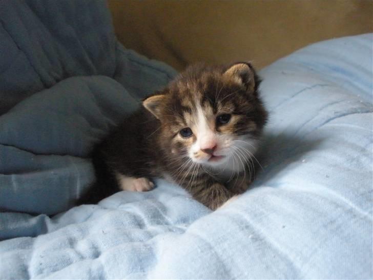 Huskat Ponyo's Suki (Solgt) - D. 31/5-10 ~ Foto: SR billede 8