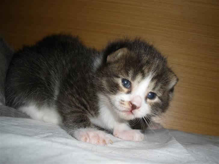 Huskat Ponyo's Suki (Solgt) - D. 26/5-10 ~ Foto: SR billede 9