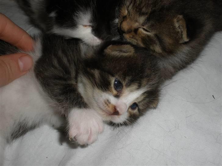 Huskat Ponyo's Suki (Solgt) - D. 26/5-10 ~ Foto: SR billede 10