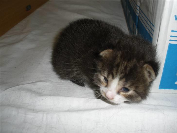 Huskat Ponyo's Suki (Solgt) - D. 26/5-10 ~ Foto: SR billede 11