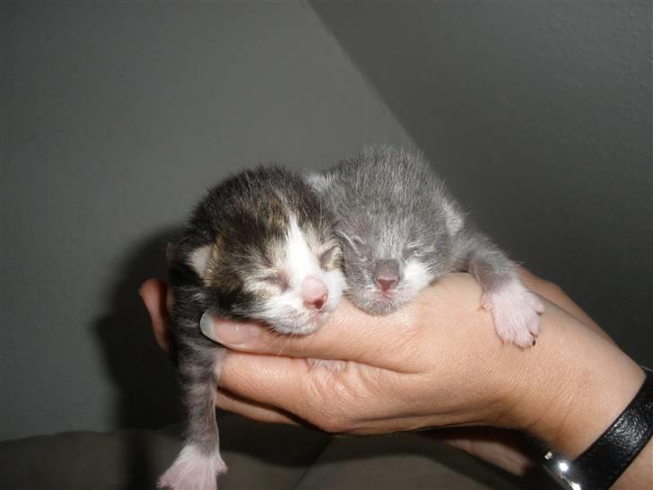 Huskat Ponyo's Suki (Solgt) - D. 16/5-10 ~ Foto: SR billede 12