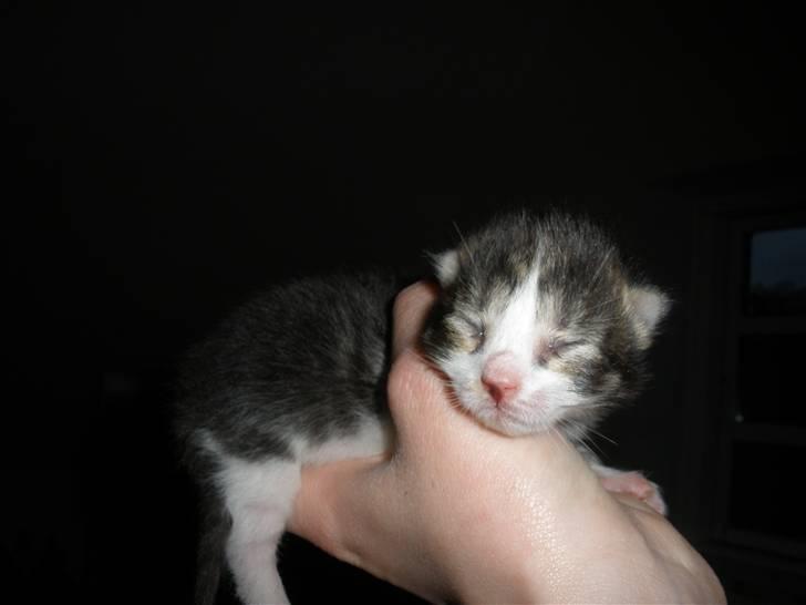 Huskat Ponyo's Suki (Solgt) - D. 16/5-10 ~ Foto: SR billede 13