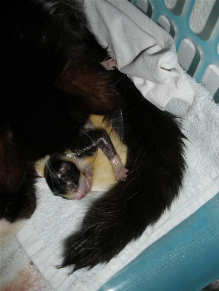 Huskat Ponyo's Suki (Solgt) - D. 12/5-10 ~ Foto: JB billede 14