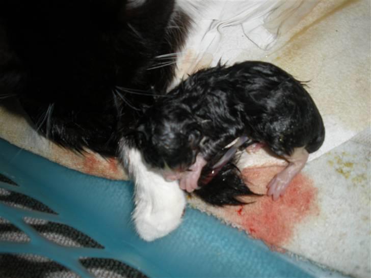 Huskat Ponyo's Suki (Solgt) - D. 12/5-10 ~ Foto: JB billede 15