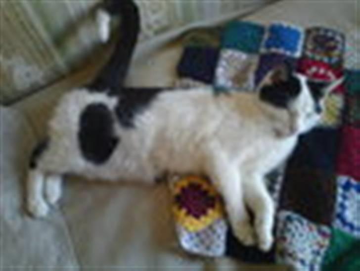 Huskat basse R.I.P oktober 2014 billede 9