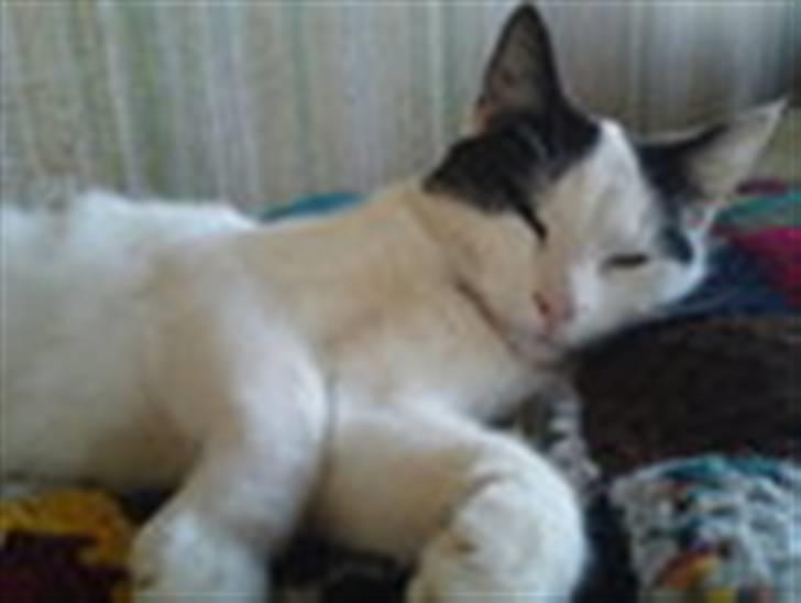 Huskat basse R.I.P oktober 2014 billede 10