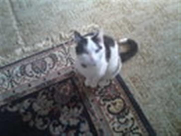 Huskat basse R.I.P oktober 2014 billede 11