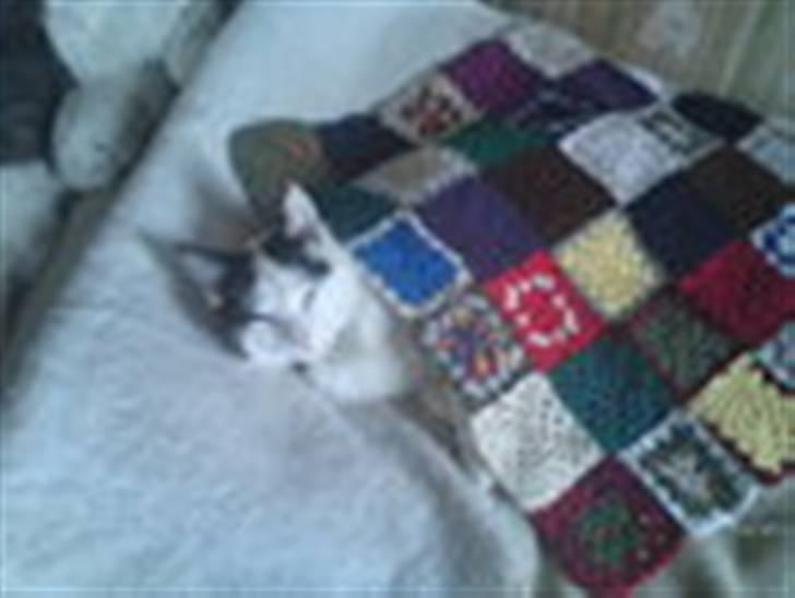 Huskat basse R.I.P oktober 2014 billede 12