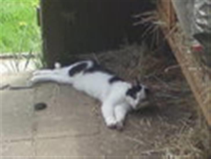 Huskat basse R.I.P oktober 2014 billede 13