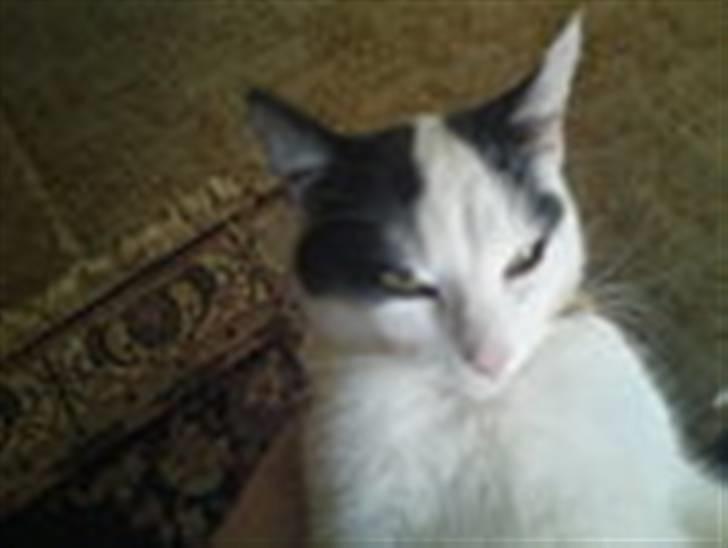 Huskat basse R.I.P oktober 2014 billede 14