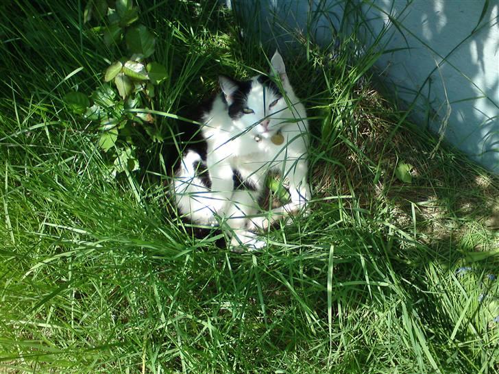 Huskat basse R.I.P oktober 2014 billede 15