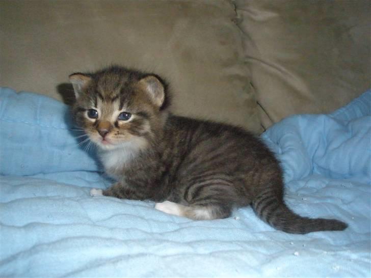 Huskat Ponyo's Miku (Solgt) - D. 2/6-10 ~ Foto: SR billede 1