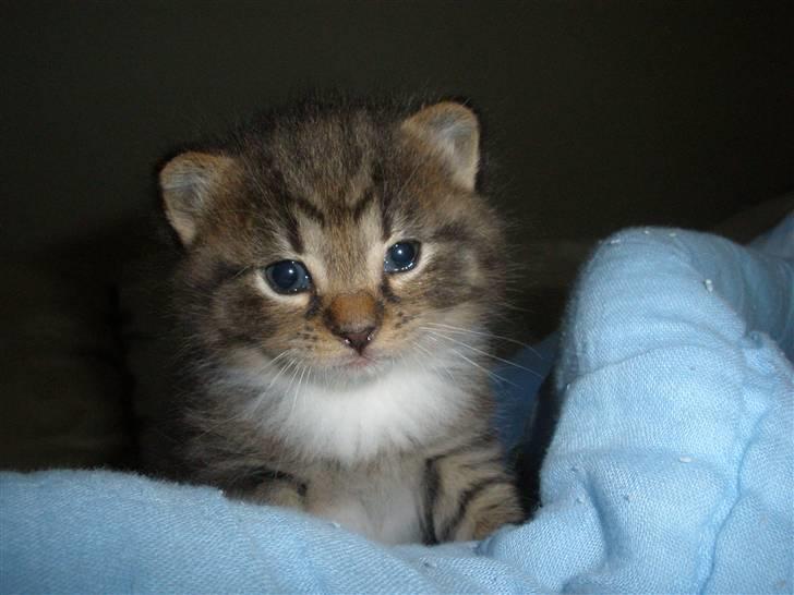 Huskat Ponyo's Miku (Solgt) - D. 2/6-10 ~ Foto: SR billede 2