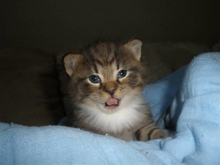 Huskat Ponyo's Miku (Solgt) - D. 2/6-10 ~ Foto: SR billede 3