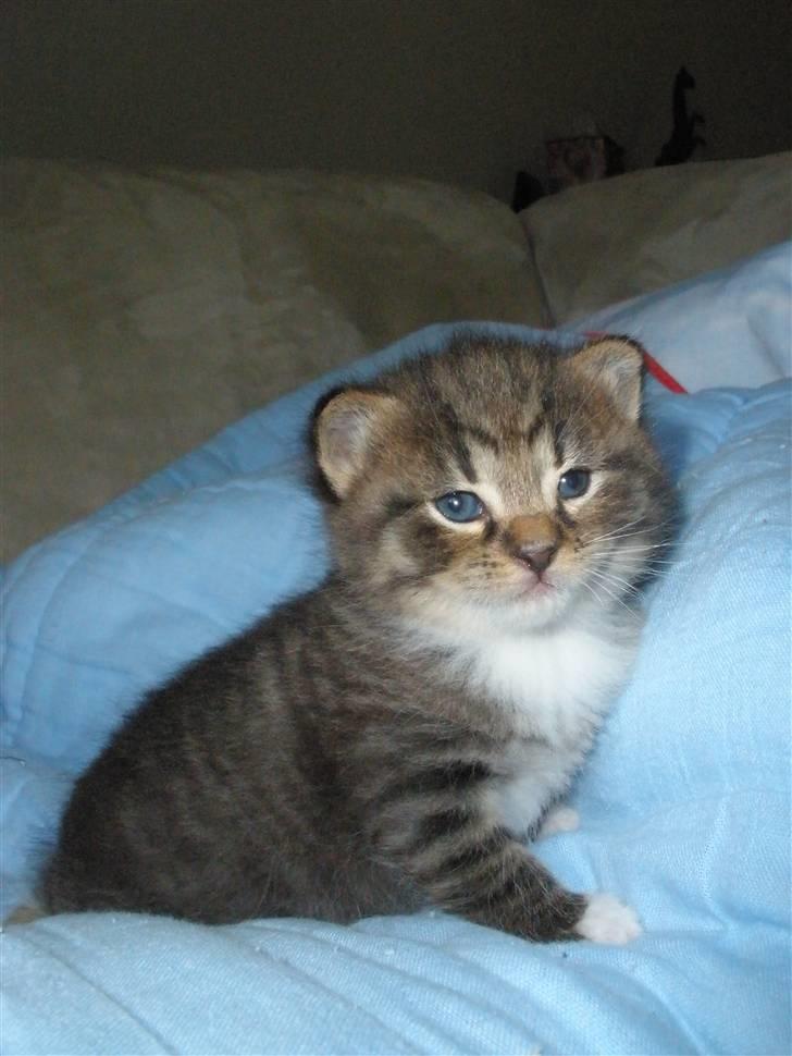 Huskat Ponyo's Miku (Solgt) - D. 2/6-10 ~ Foto: SR billede 4