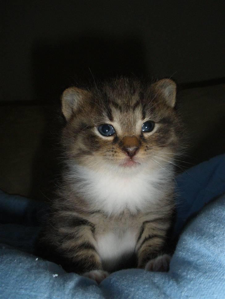 Huskat Ponyo's Miku (Solgt) - D. 2/6-10 ~ Foto: SR billede 5