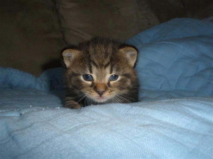 Huskat Ponyo's Miku (Solgt) - D. 2/6-10 ~ Foto: SR billede 6