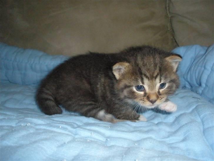 Huskat Ponyo's Miku (Solgt) - D. 2/6-10 ~ Foto: SR billede 7