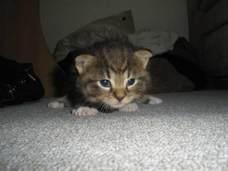 Huskat Ponyo's Miku (Solgt) - D. 2/6-10 ~ Foto: SR billede 8