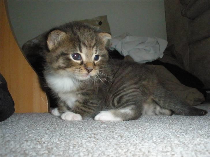 Huskat Ponyo's Miku (Solgt) - D. 2/6-10 ~ Foto: SR billede 9