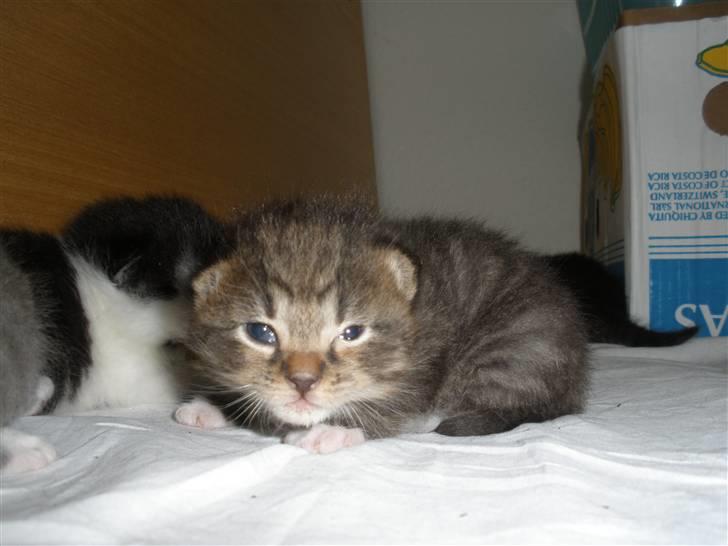 Huskat Ponyo's Miku (Solgt) - D. 26/5-10 ~ Foto: SR billede 10