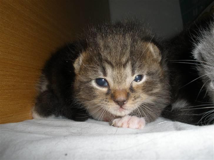 Huskat Ponyo's Miku (Solgt) - D. 26/5-10 ~ Foto: SR billede 11