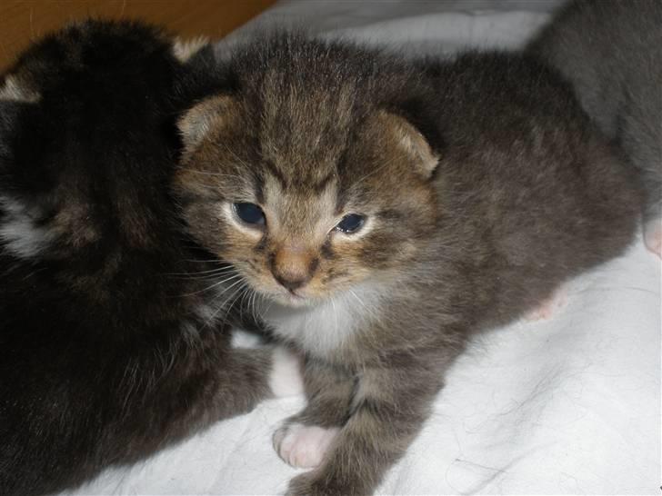 Huskat Ponyo's Miku (Solgt) - D. 26/5-10 ~ Foto: SR billede 12