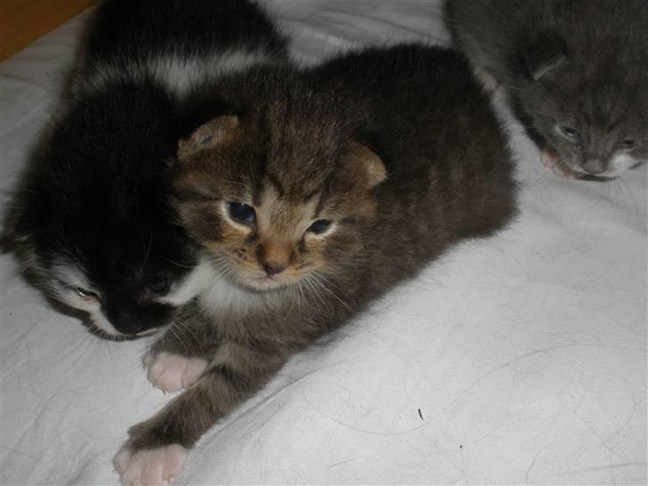 Huskat Ponyo's Miku (Solgt) - D. 26/5-10 ~ Foto: SR billede 13