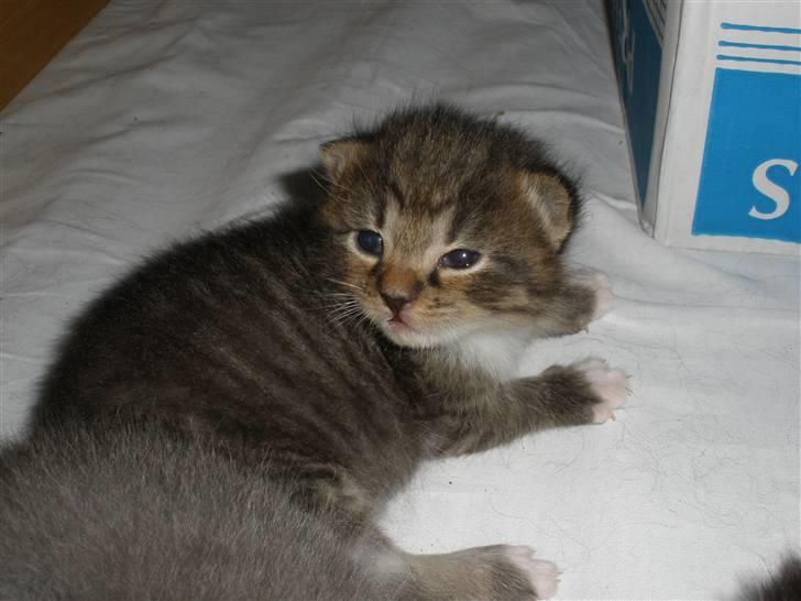 Huskat Ponyo's Miku (Solgt) - D. 26/5-10 ~ Foto: SR billede 14