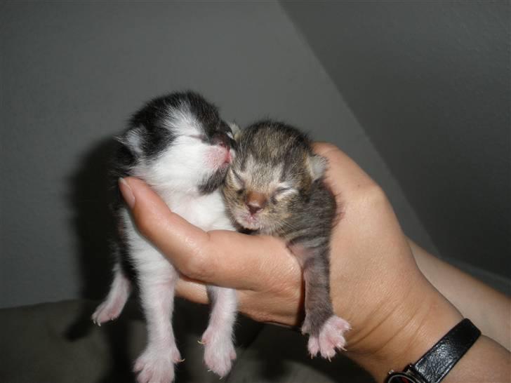 Huskat Ponyo's Miku (Solgt) - D. 16/5-10 ~ Foto: SR billede 15