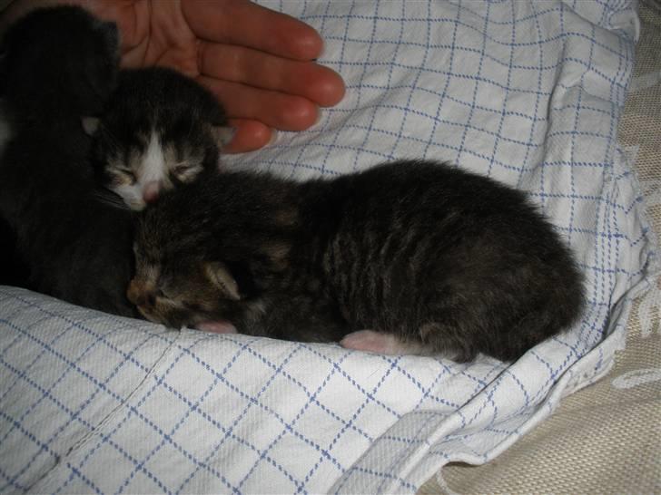 Huskat Ponyo's Miku (Solgt) - D. 16/5-10 ~ Foto: SR billede 16