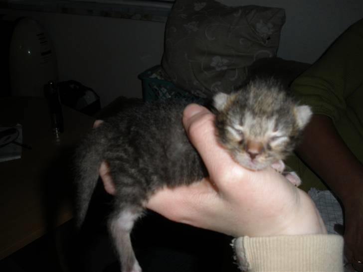 Huskat Ponyo's Miku (Solgt) - D. 16/5-10 ~ Foto: SR billede 17