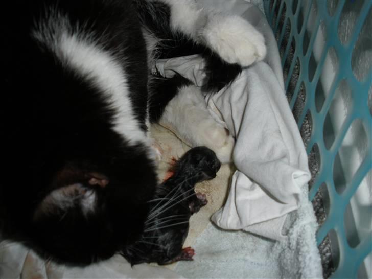 Huskat Ponyo's Miku (Solgt) - D. 12/5-10 ~ Foto: SR billede 18