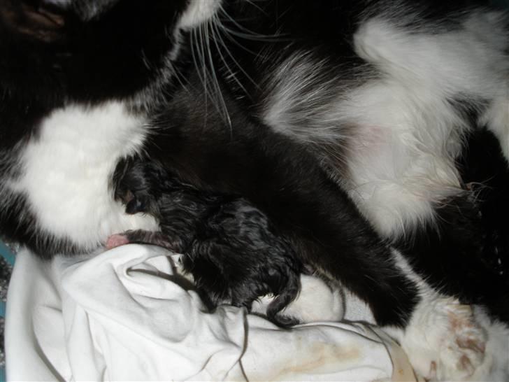 Huskat Ponyo's Miku (Solgt) - D. 12/5-10 ~ Foto: SR billede 19