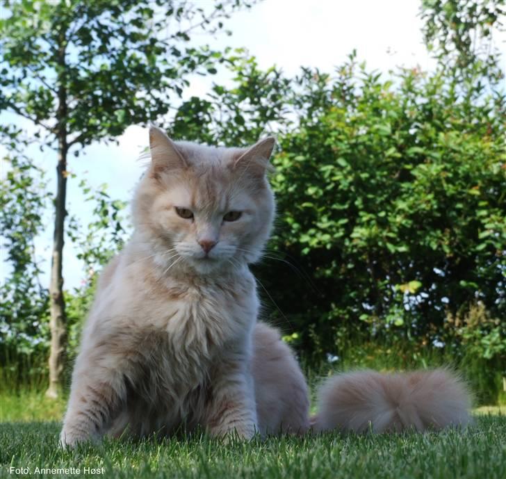 Maine Coon Mimse billede 1