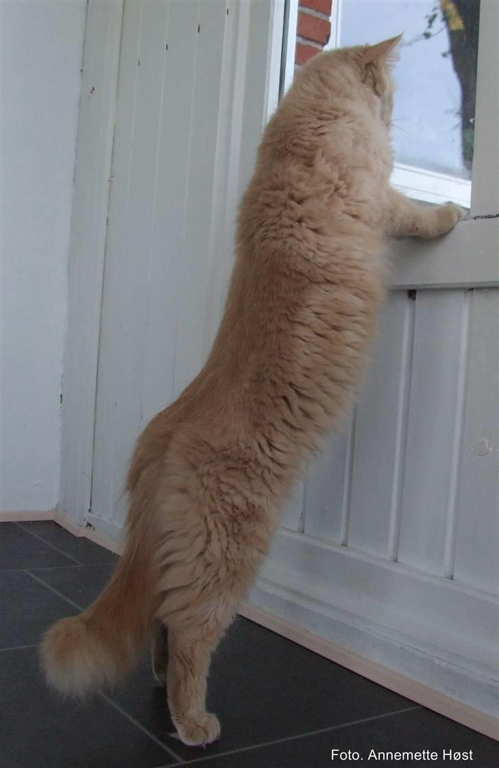 Maine Coon Mimse - Fedt- Man kan kigge ud i haven hele vejen rundt i udestuen. billede 2